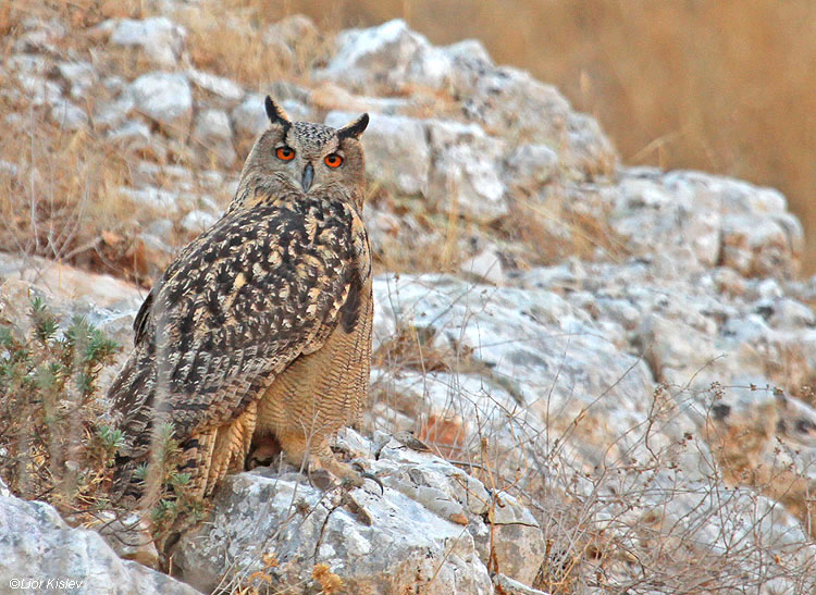   Eurasian Eagle-Owl  Bubo bubo ,Mount Gilboa,08-12-10. Lior Kislev              